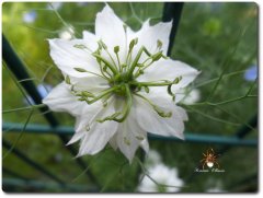 blume_weiss_jungferngrn.jpg