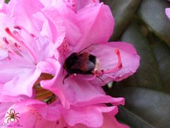 hummel.jpg