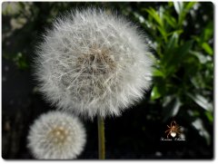 pusteblume.jpg