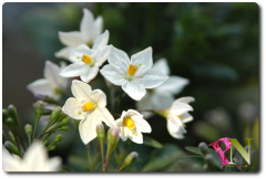 Jasmine_blume_ohne_Gru.png