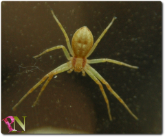 Jungspinne.png