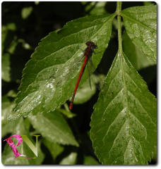 Libelle.png