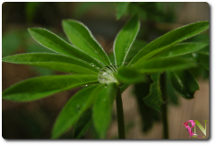 Lupine_Wassertropfen.png