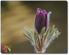 Pulsatilla_Vulgaris_Kuhschelle.png
