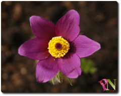 Pulsatilla_Vulgaris_Kuhschelle_Pinos_News.png