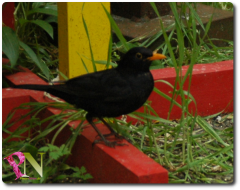 herr-amsel.png