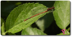 libelle-rot.png